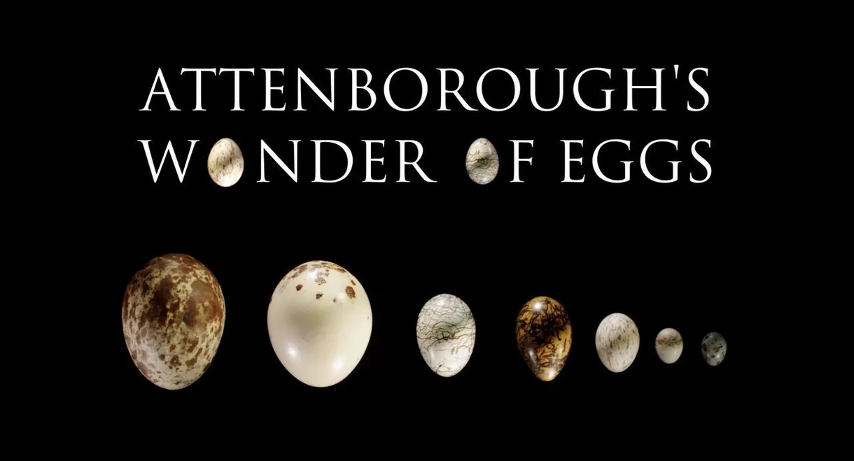 Attenborough's Wonder of Eggs