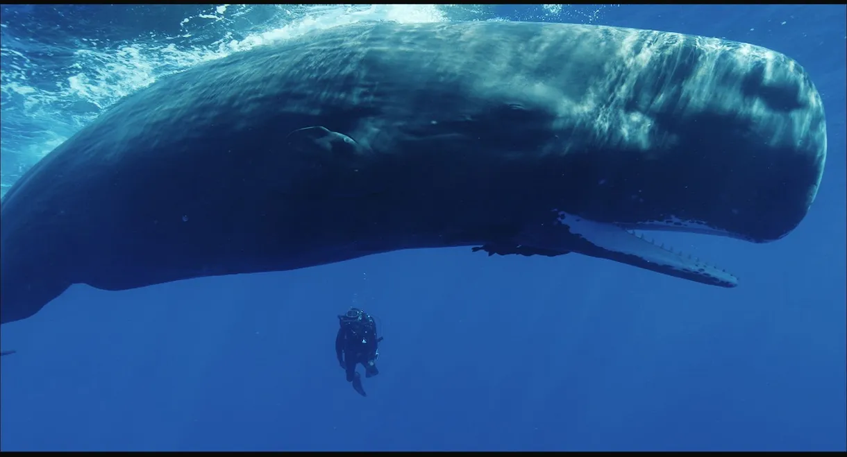 Cachalots, une histoire de famille