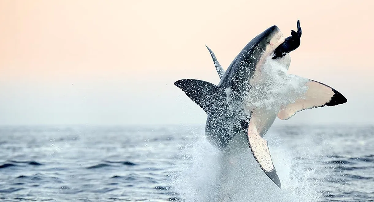 Air Jaws: Back From The Dead