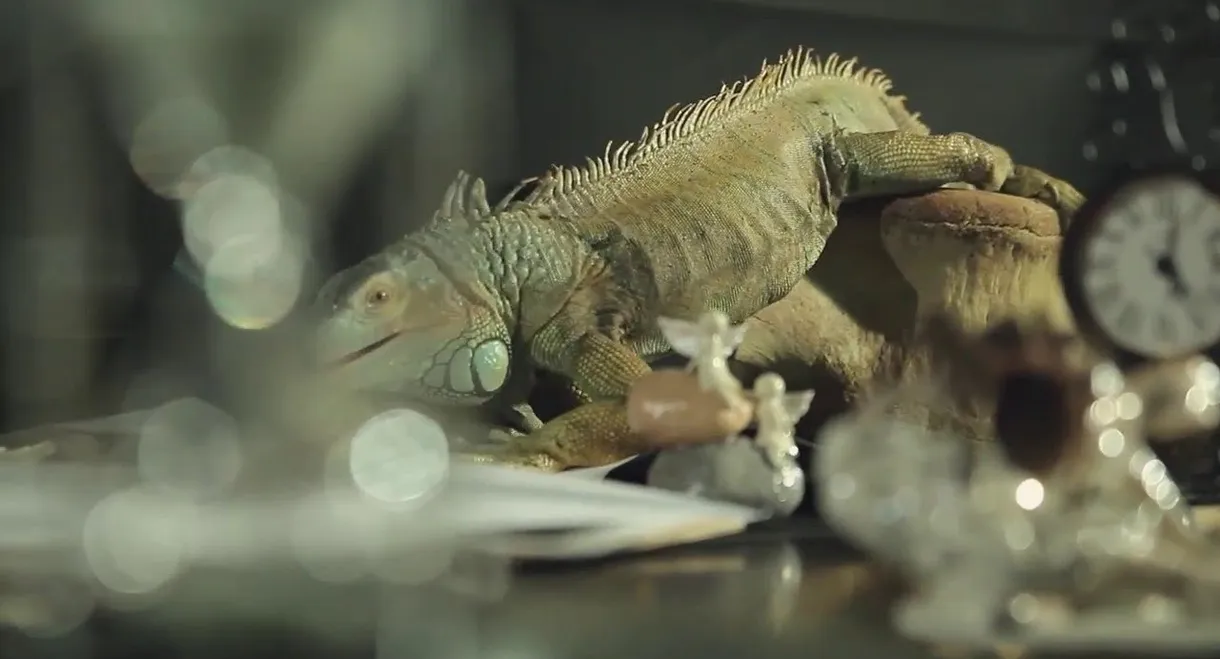 Who Will Be My Husband?