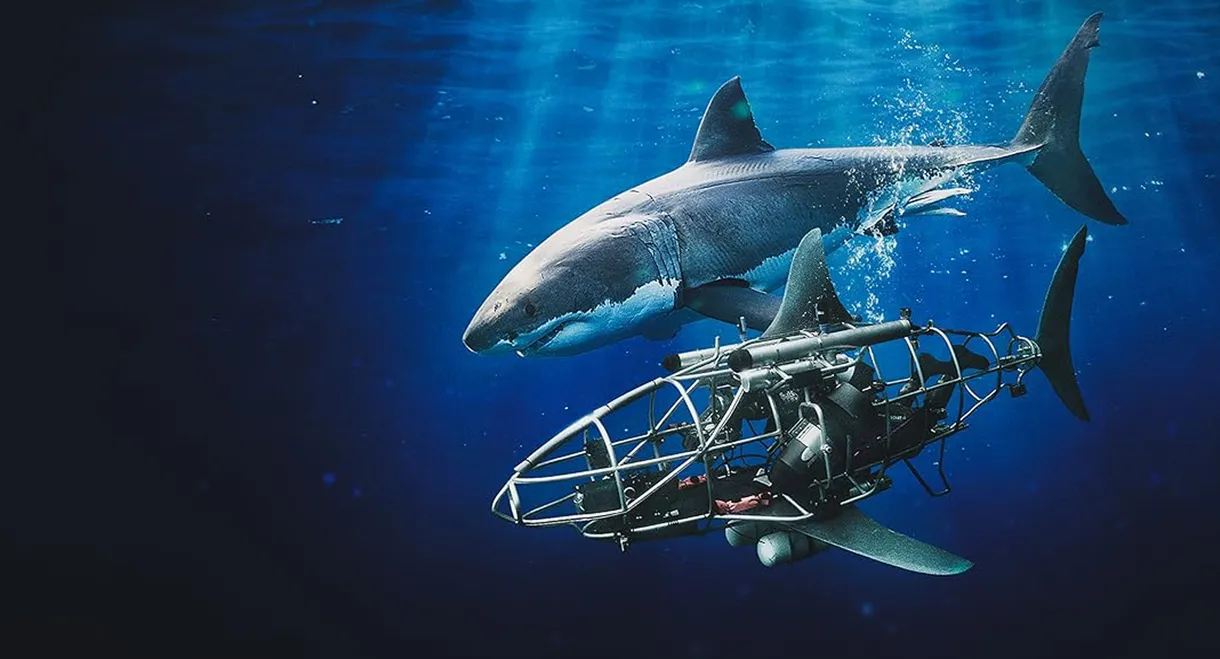 Mechashark Love Down Under