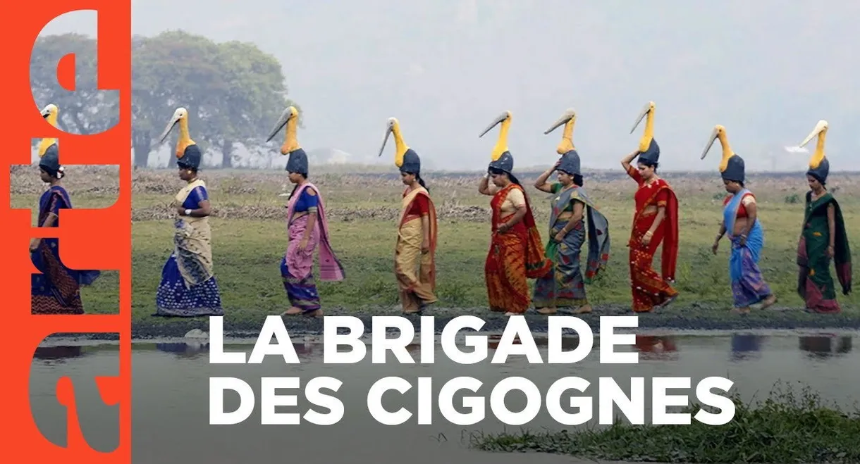 Inde, la brigade des cigognes