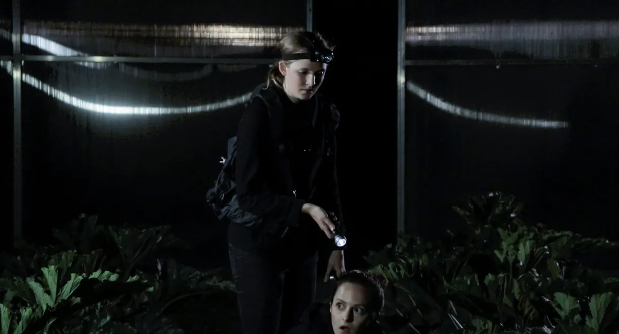 Winterzwiebeln im Sommer