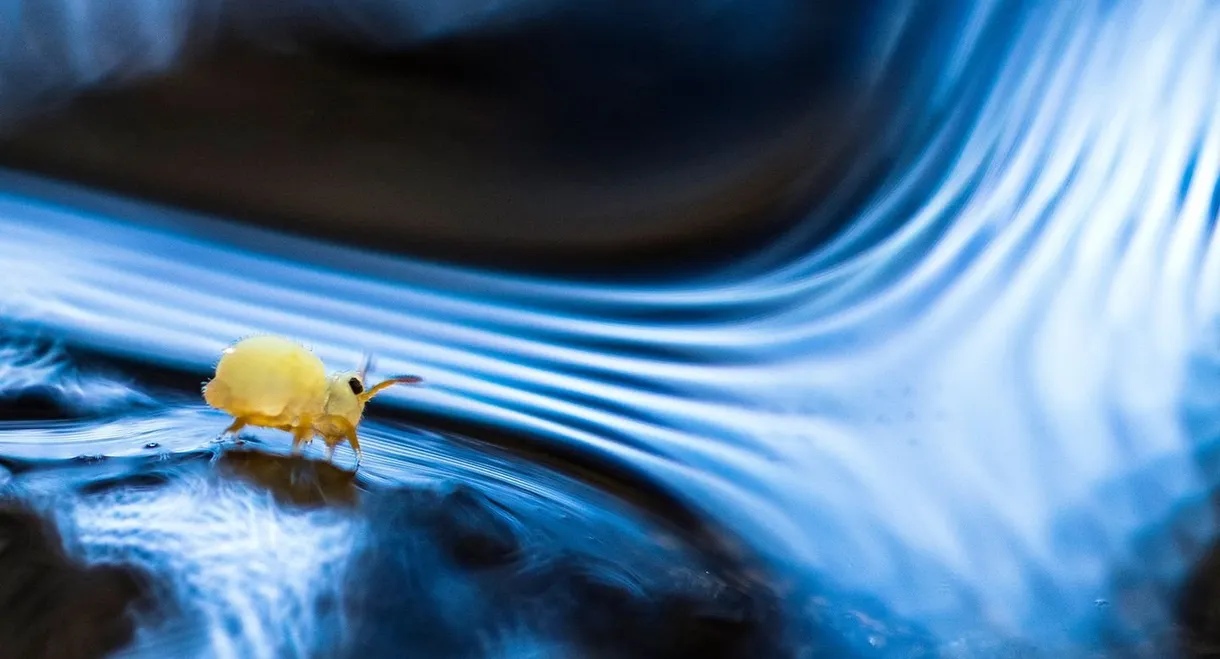 Springtails: The hidden soldiers of Earth