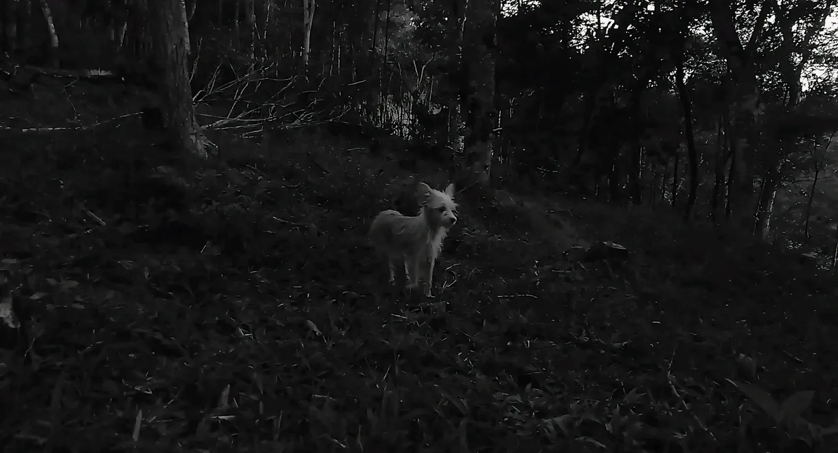 As Conspirações Alienígenas: part. I