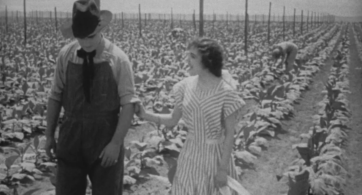 The Rose of Kentucky