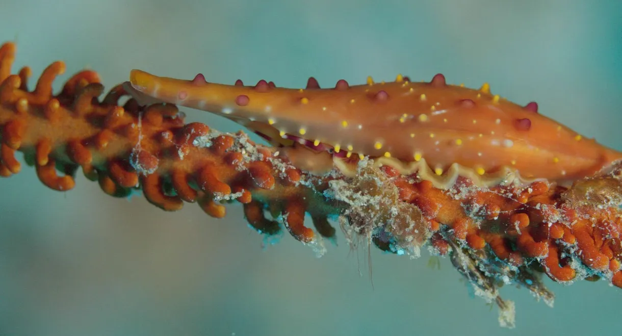 Shells: Shaped by Nature
