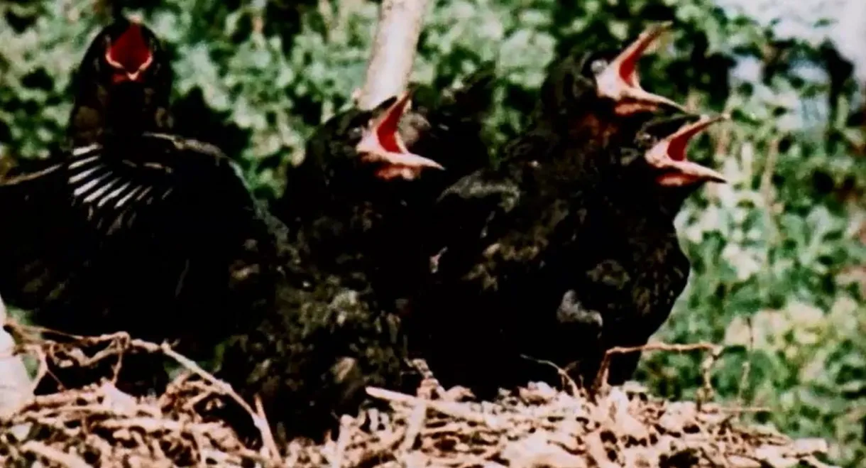 From Blossom Time to Autumn Frost