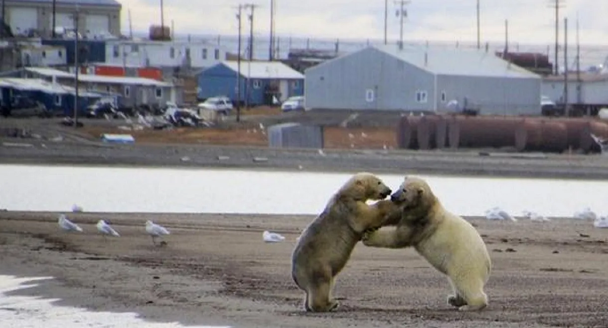 The Great Polar Bear Feast