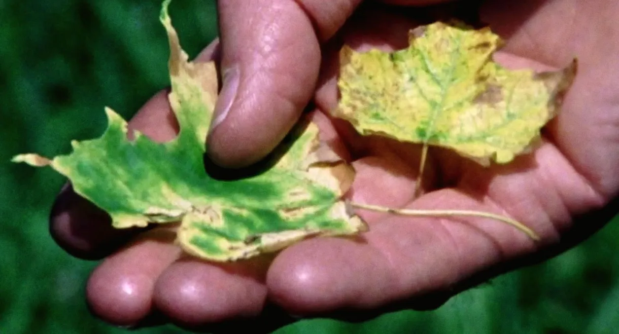 Trouble in the Forest