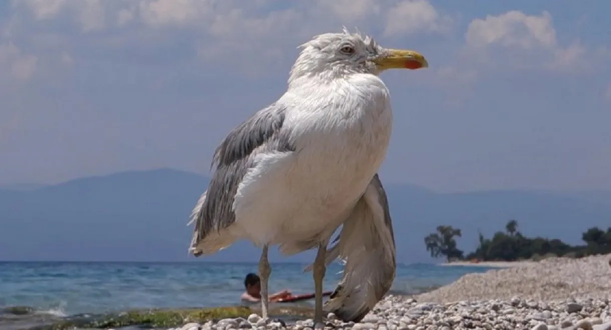 All Inclusive, Or How The Sky Became Orphan