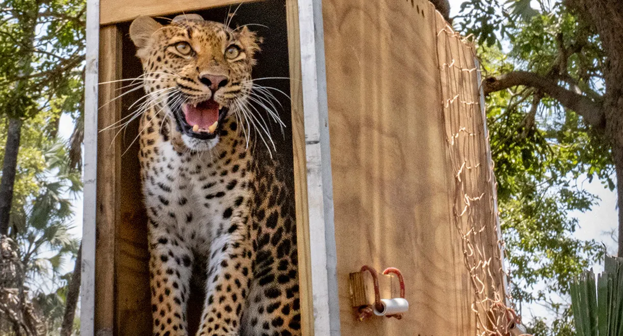 Return of the Predators