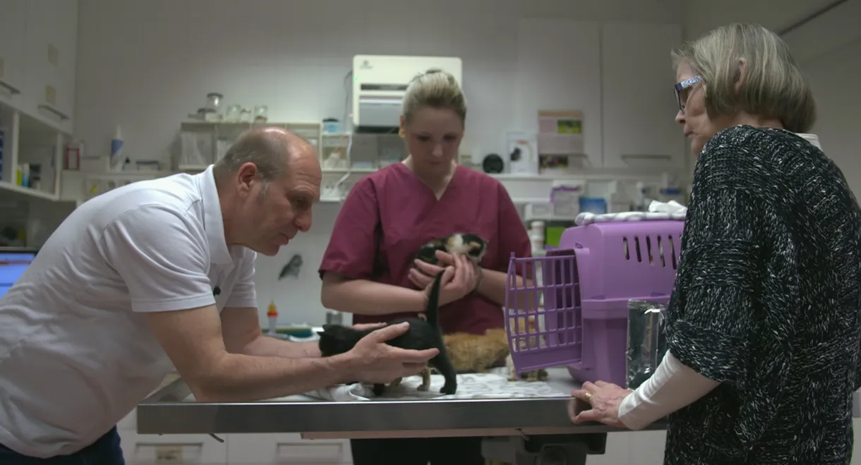 Wilde Miezen - Katzen allein unterwegs