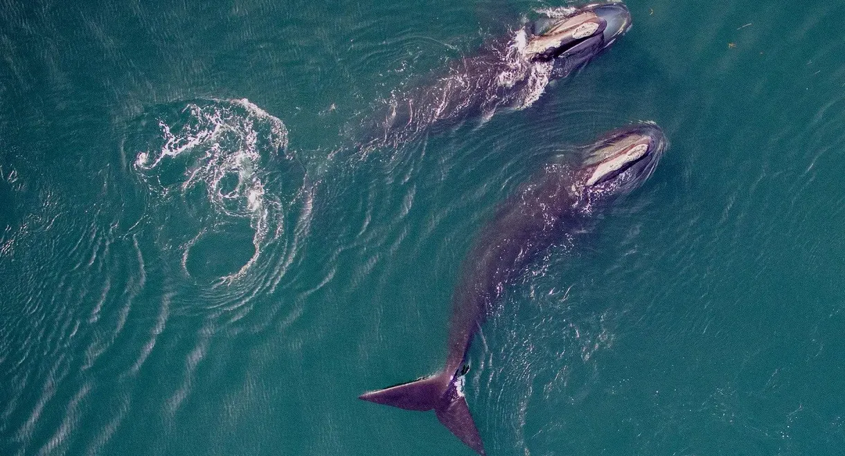 Saving the Right Whale