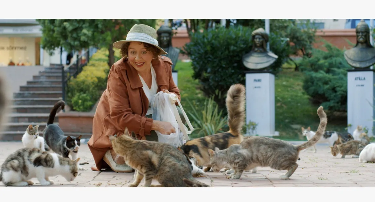 Some Cats of the Neighborhood