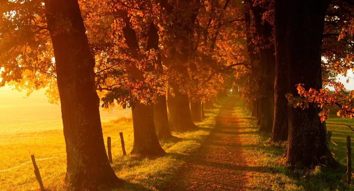 Voir l'automne, une saison en France