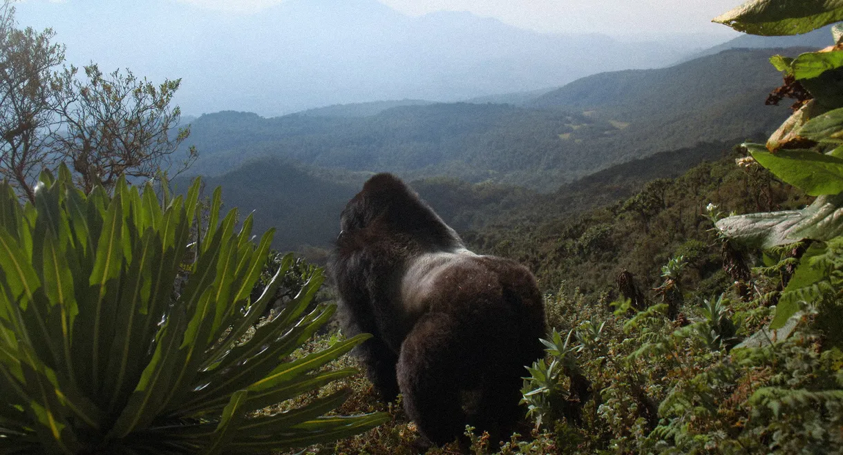 A Gorilla Story: Told by David Attenborough