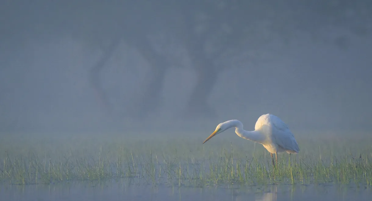 Wild Delta