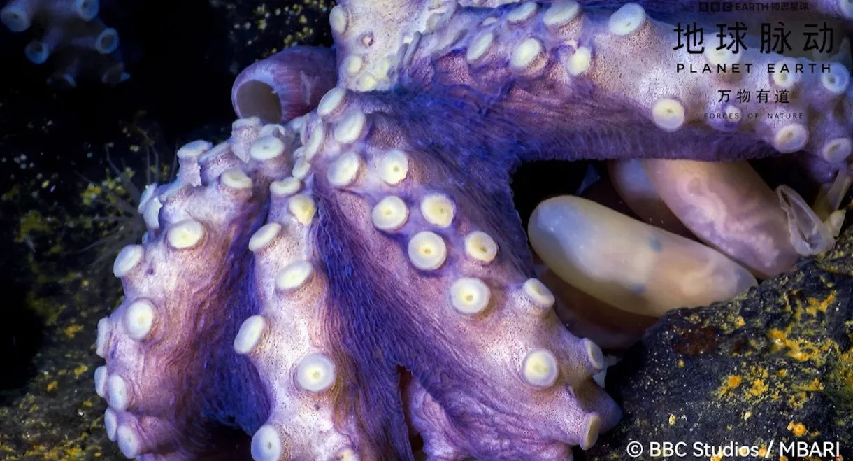 Planet Earth: Forces of Nature