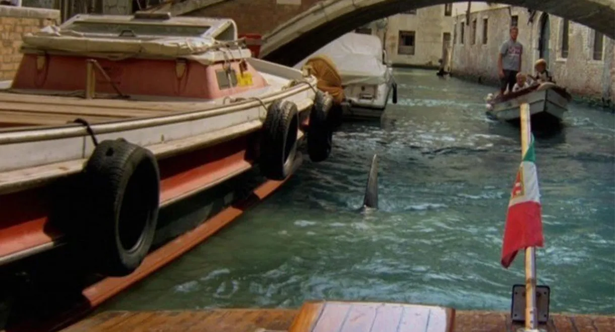 Sharks in Venice
