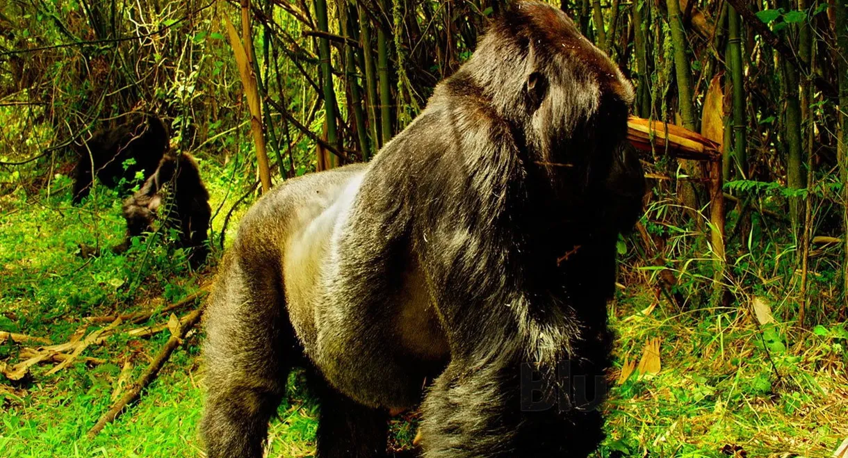 Wild Africa / Tiny Giants