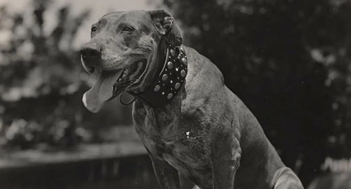 A Dog Catcher's Love