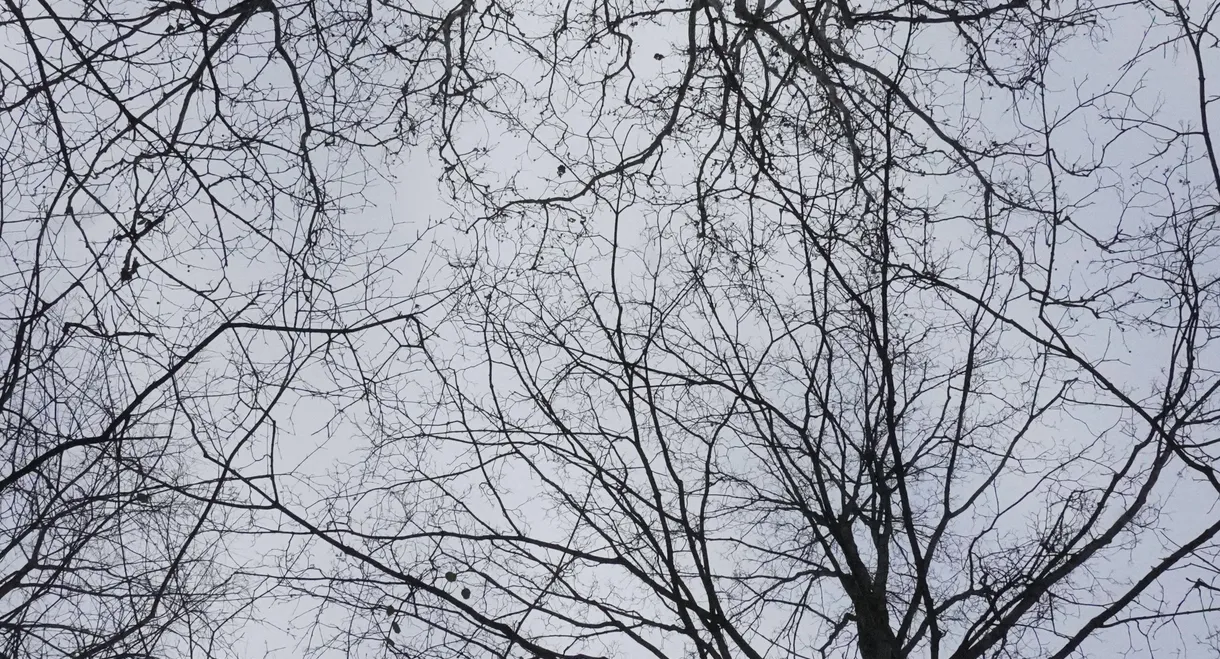 What Happened to Leo?