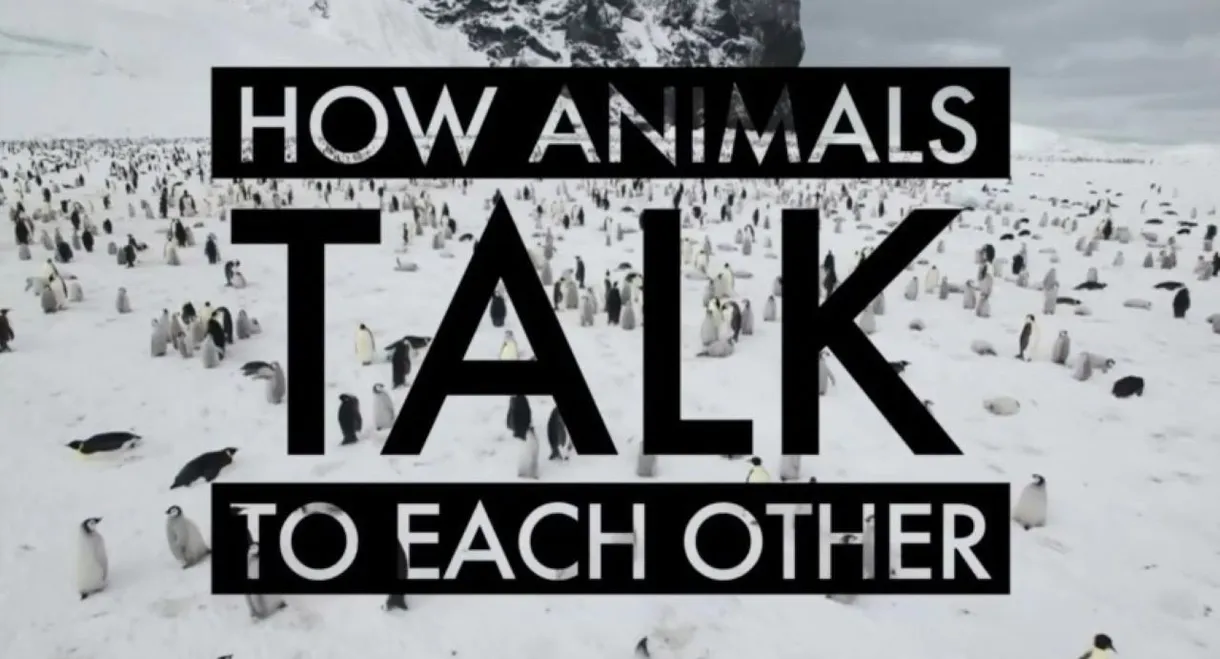 How Animals Talk To Each Other