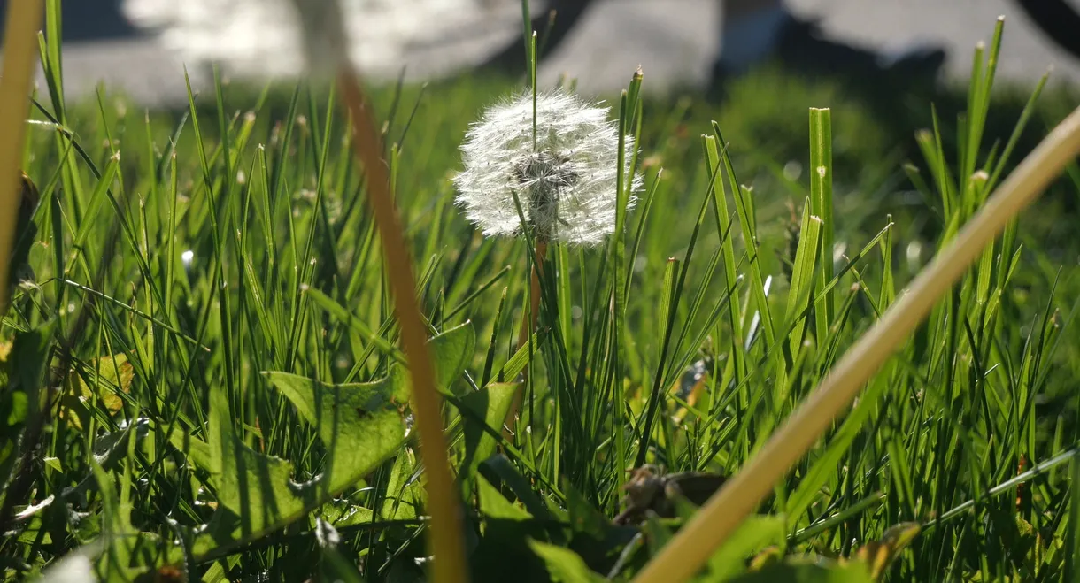 The Beauty Of Summer Like Weather