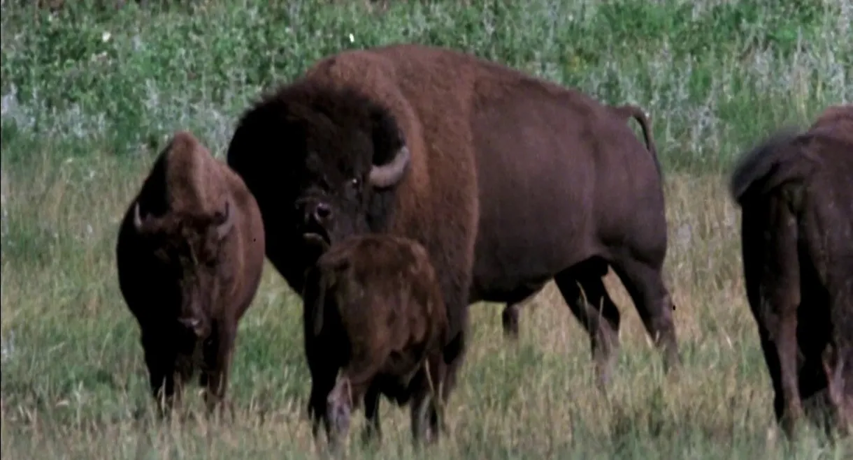 The Great Buffalo Saga