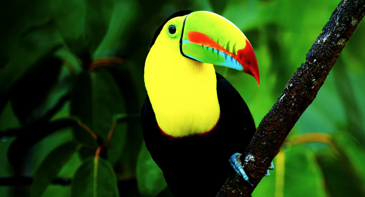 Untamed Costa Rica with Filipe DeAndrade