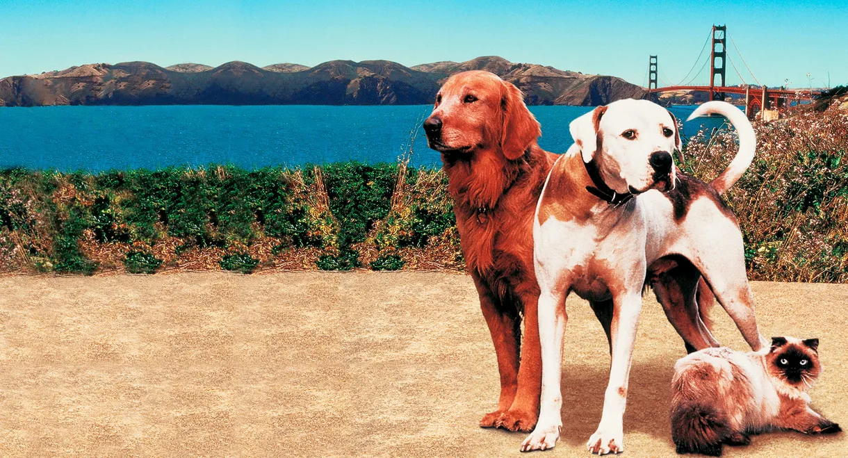 Homeward Bound II: Lost in San Francisco