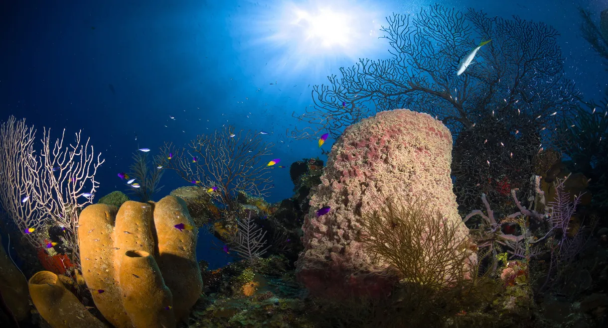 Jewels of the Caribbean Sea