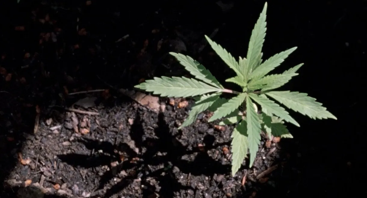Weed