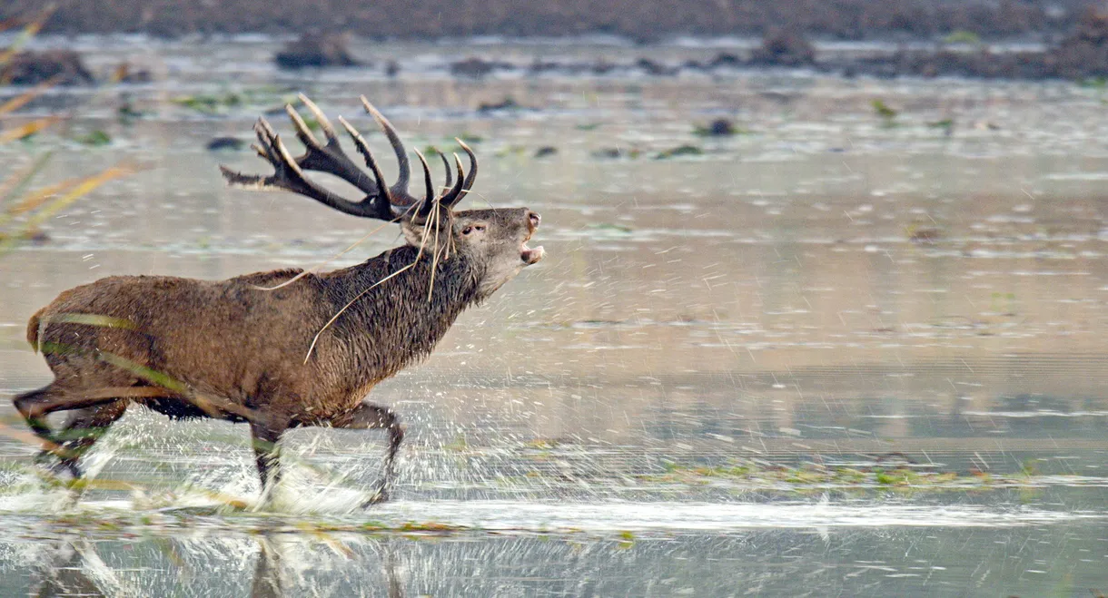 Das geheime Leben der Rothirsche