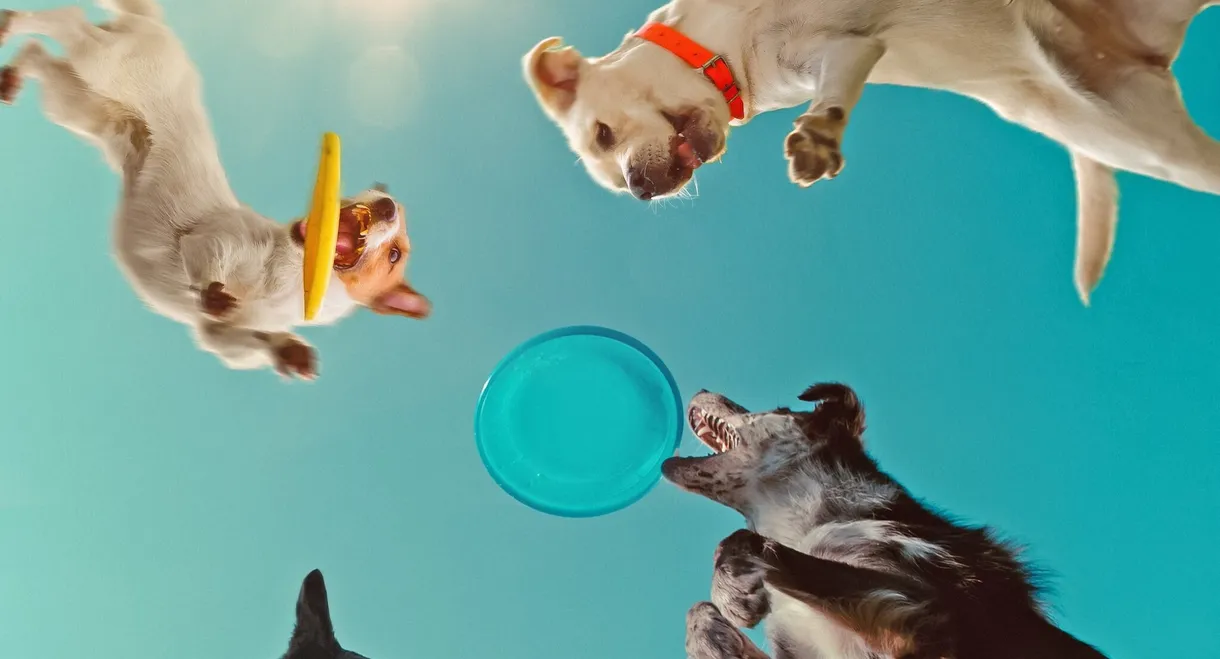 Inside the Mind of a Dog