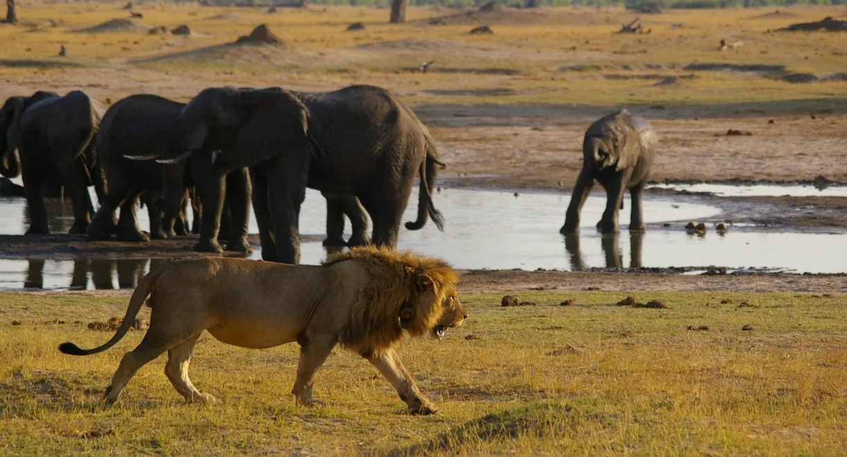 Ultimate Enemies: Revealed