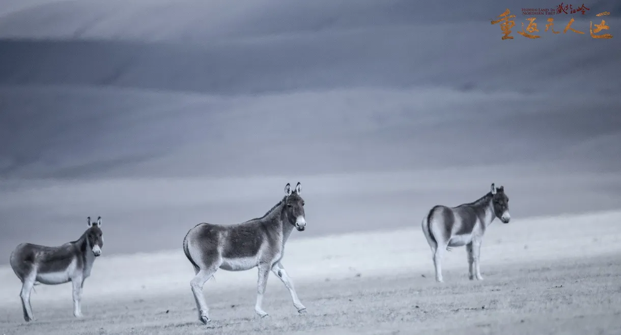 The Hidden Land: Back To No Man's Land In Northern Tibet