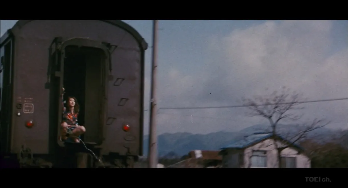 Sapporo, Yokohama, Ogoto, Hakata: Turkish Migratory Birds