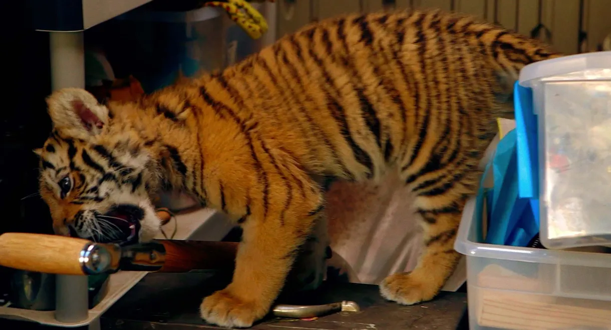 A Tiger's Tail