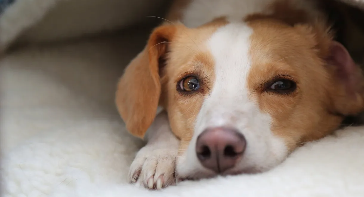 Can Dogs Talk?
