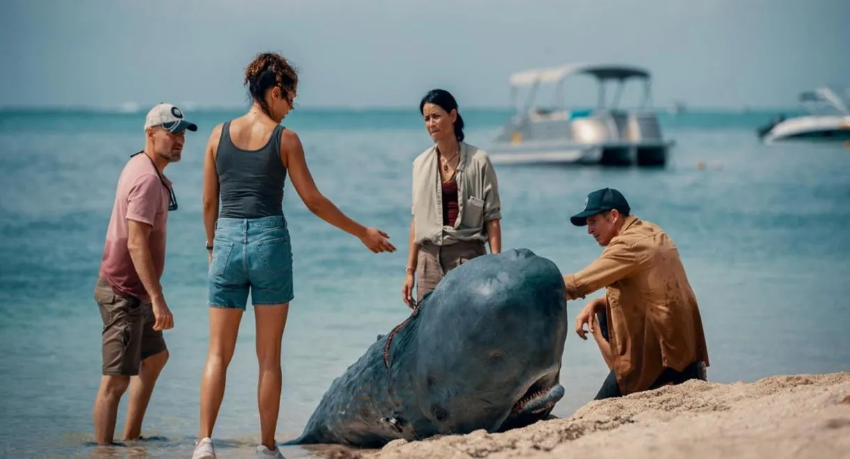 Retter der Meere - Tödliche Strandung