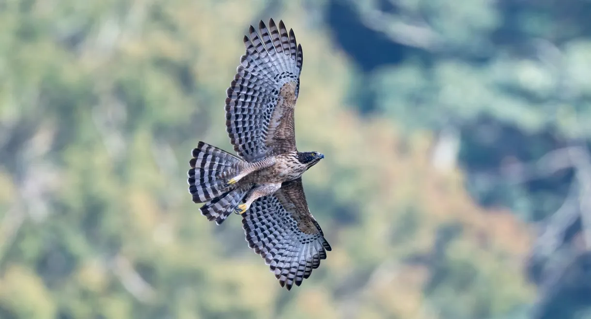 Fly! Mountain Hawk-Eagle