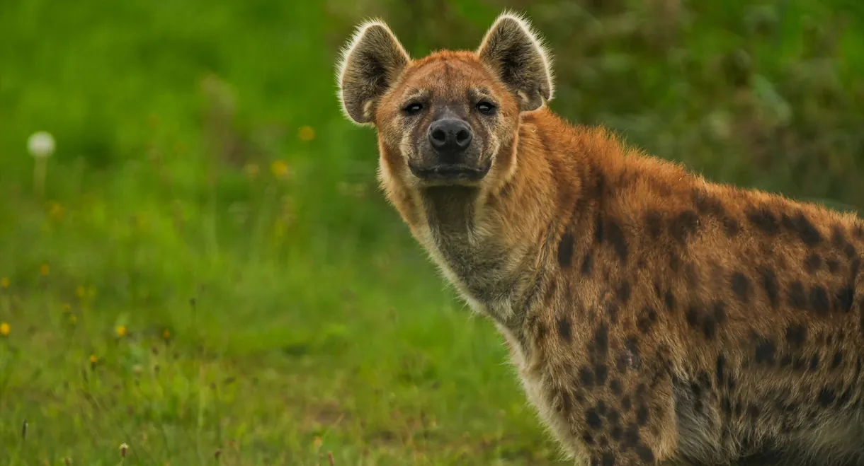 Naabi: A Hyena Princess