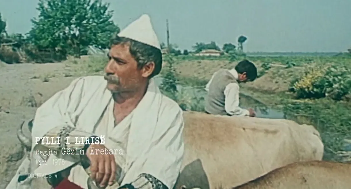 The Forest of Freedom