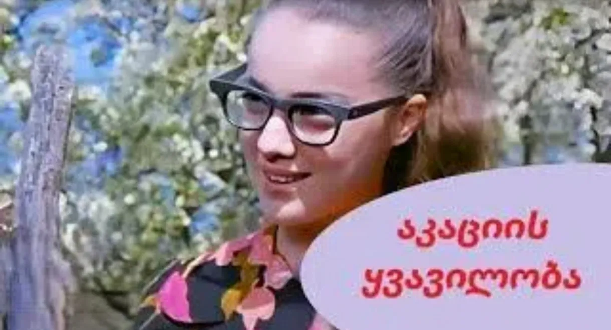 აკაციის ყვავილობა