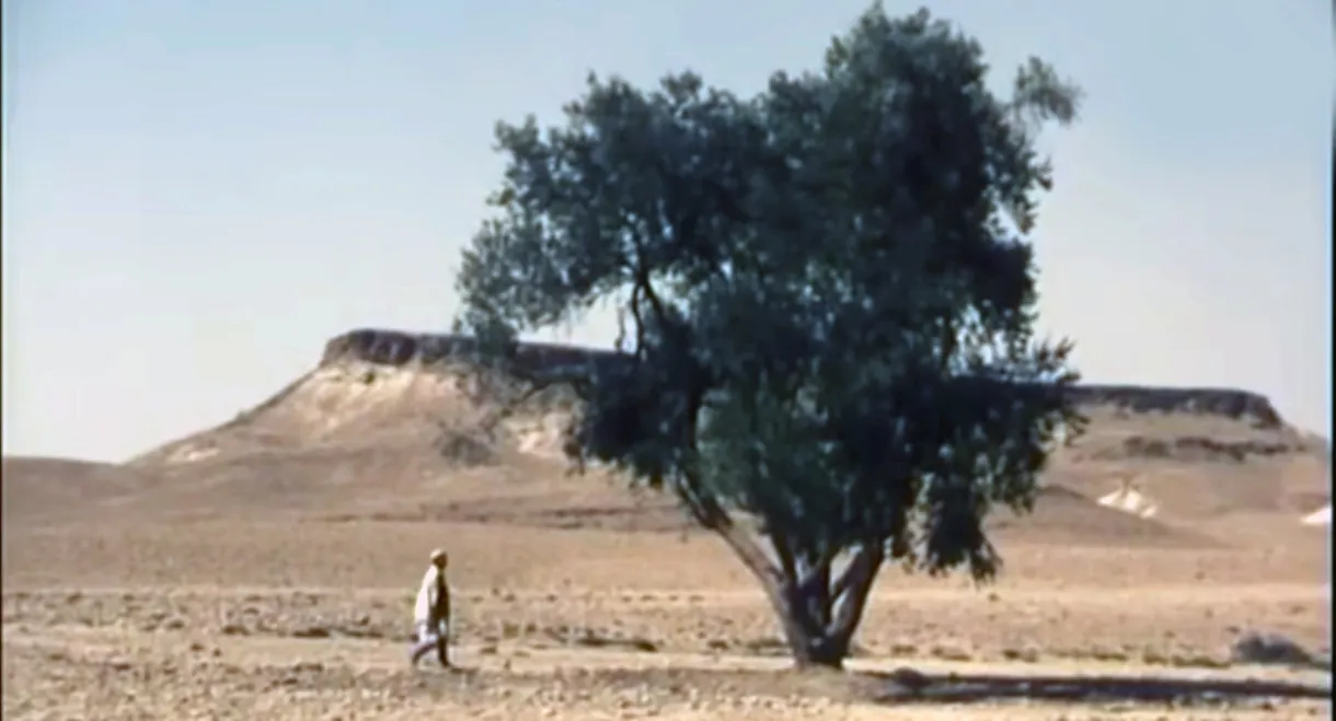 The Olive Tree of Boul'hivet