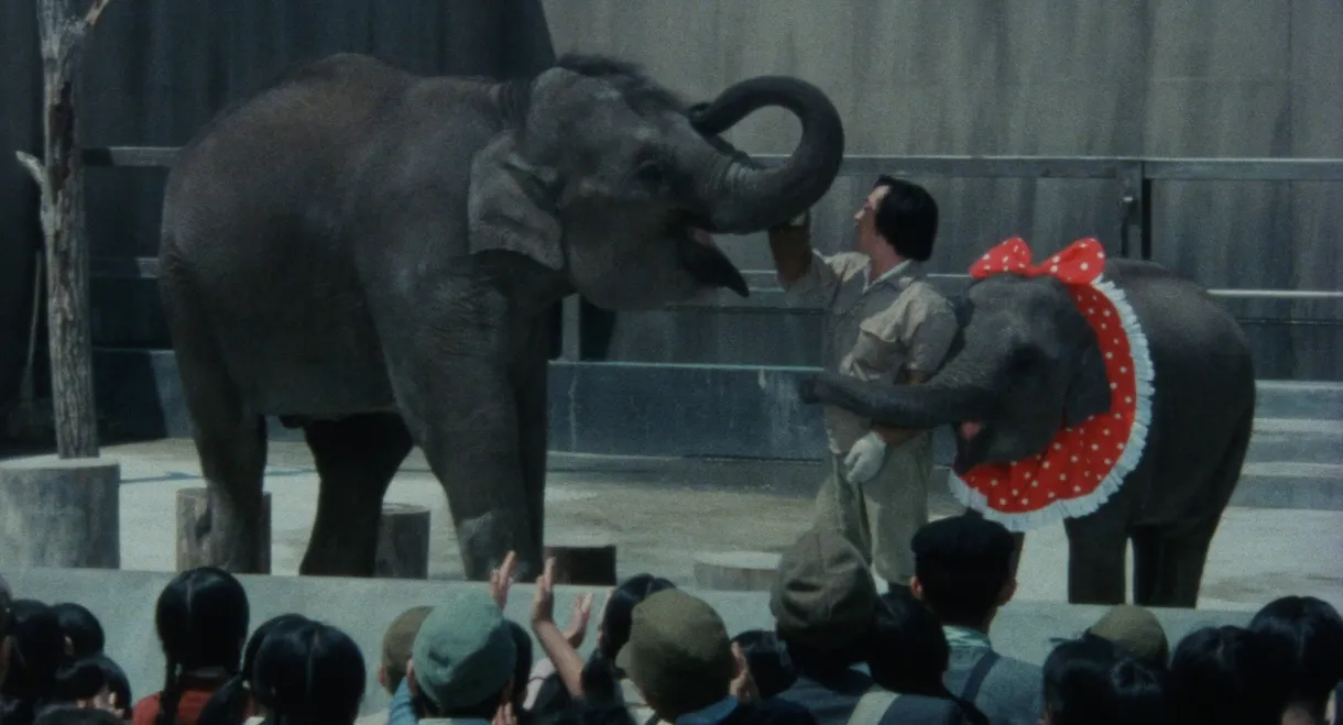 Baby Elephant Story: The angel who descended to earth