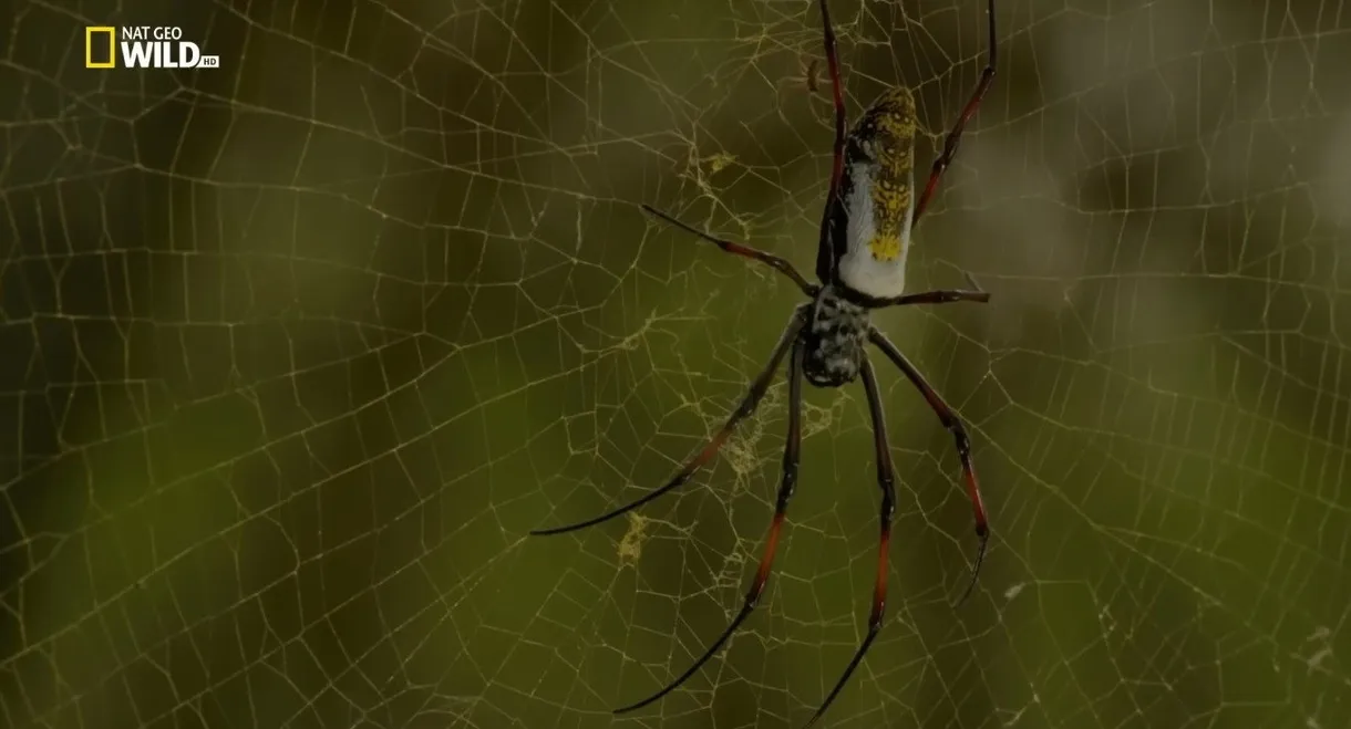 Incredible Spiders
