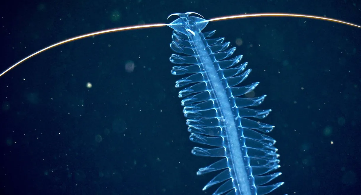 Deep sea exploration : the last frontiers on Earth